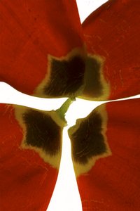 Rittenhouse Tulip I（数码摄影，数码原版，摄影）